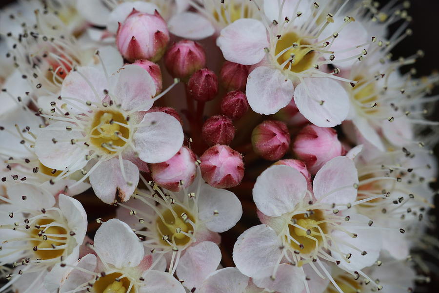 Nine Bark Bloom by TJ Fox Nine Bark Bloom by TJ Fox