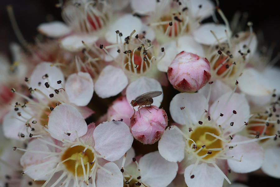 Nine Bark Bloom with Fly by TJ Fox Nine Bark Bloom with Fly by TJ Fox