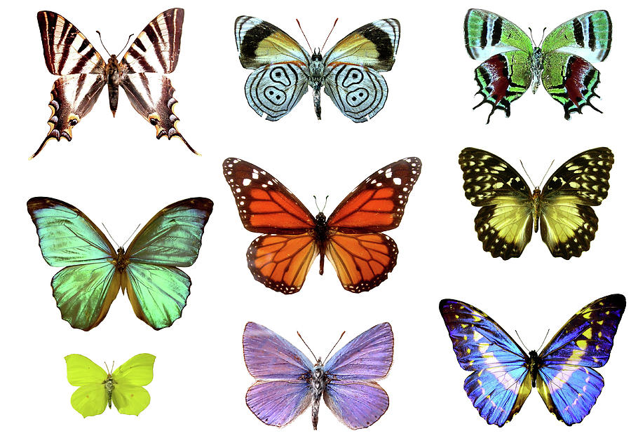 Nine Colorful Butterflies Photograph by Imv