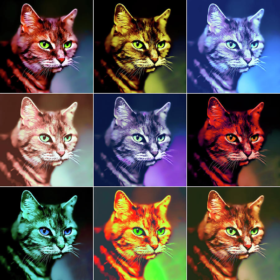 Nine Lives Pop Art Photograph by Peggy Collins - Pixels