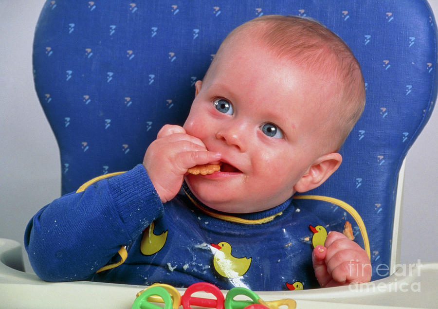 Nine-month-old Baby Eating A Biscuit Photograph by Peter Yates/science ...