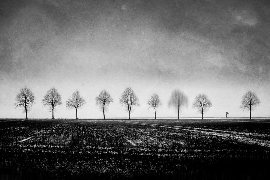 Tree Photograph - Nineth by Adam Dauria ?