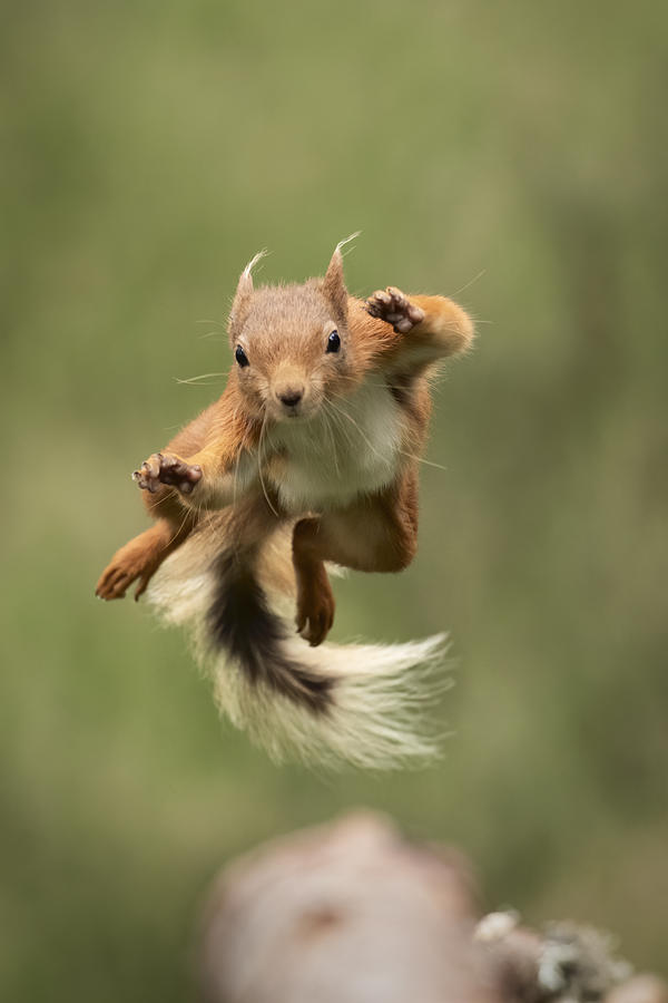 Wildlife Photograph - Ninja Dancing by Howard Ashton-jones