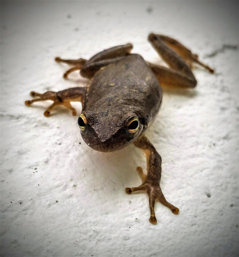 Ninja Frog by Vincent Autenrieb Ninja Frog by Vincent Autenrieb