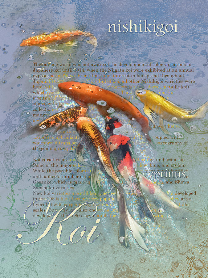 Nishikigoi Graphic by Mark Mille Nishikigoi Graphic by Mark Mille