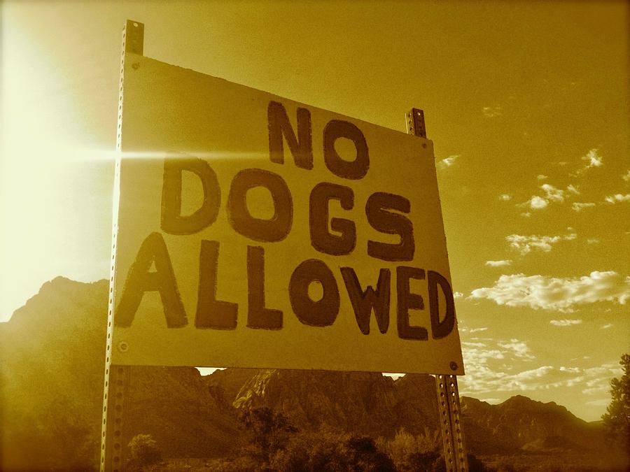 No Dogs Allowed Photograph by Debra Grace Addison