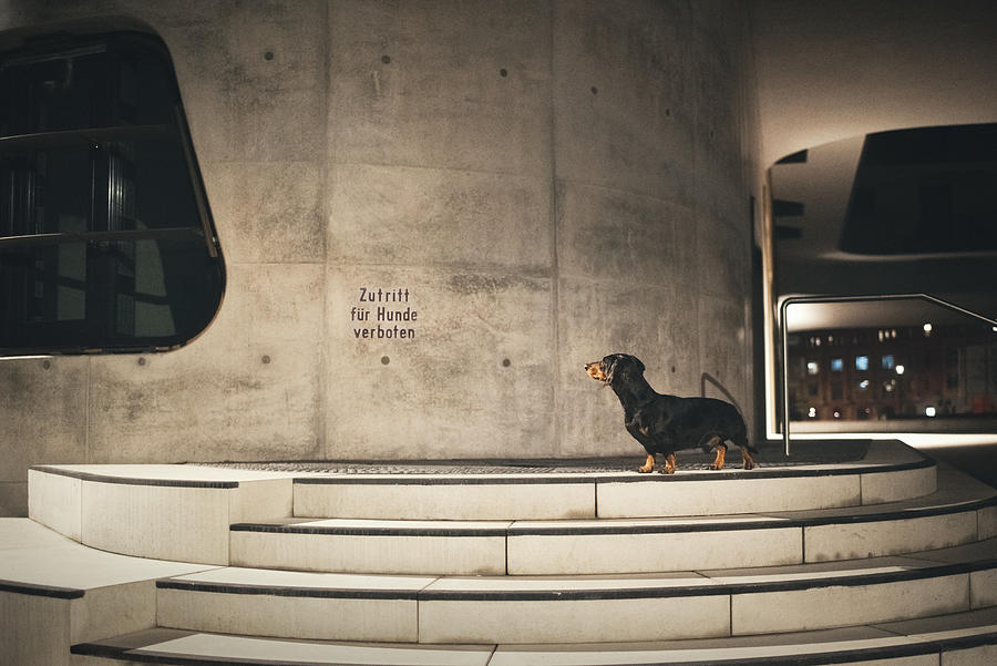 No Dogs Allowed Photograph by Heike Willers
