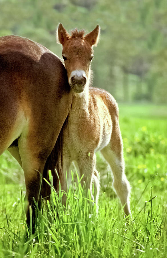 Nature Photograph - No, I Am Not Afraid... Exmoor Pony Foal by Kerrick