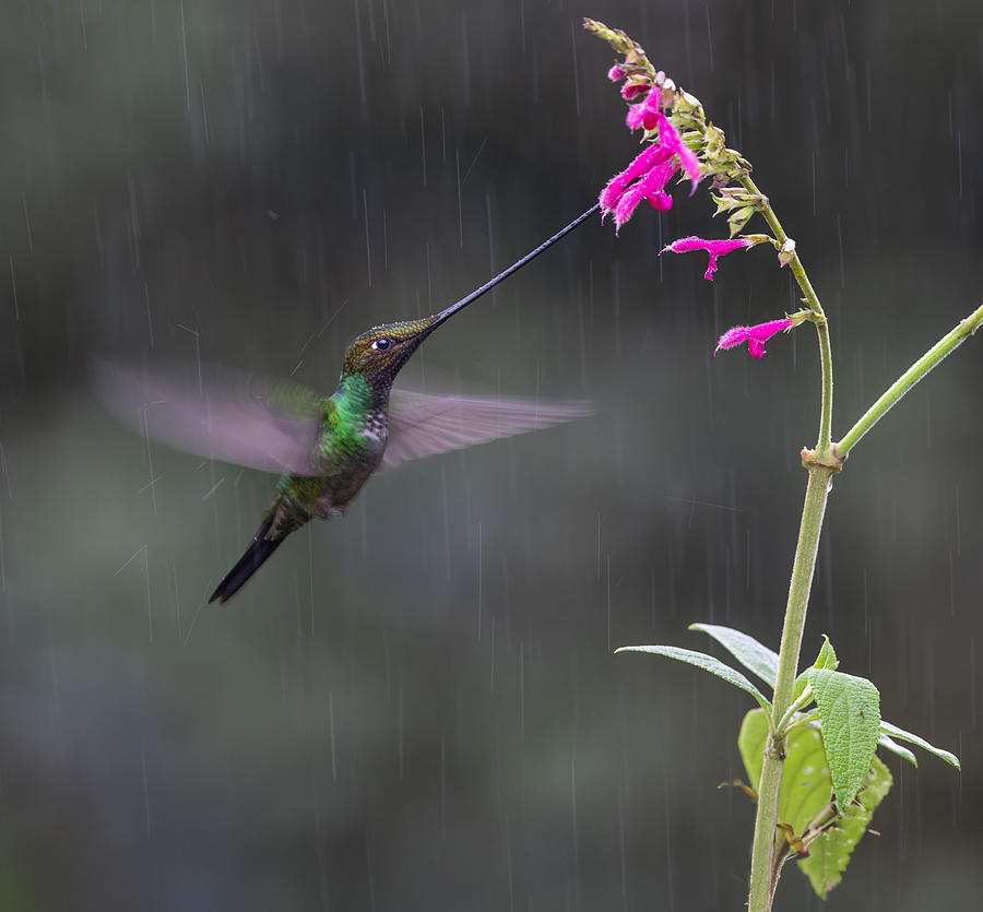Hummingbird Photograph - No Matter Rainy Or Sunny by Eugene Zhu