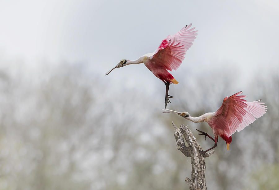 Spoonbill Photograph - No, Not Landing On My Spoon by Sheila Xu