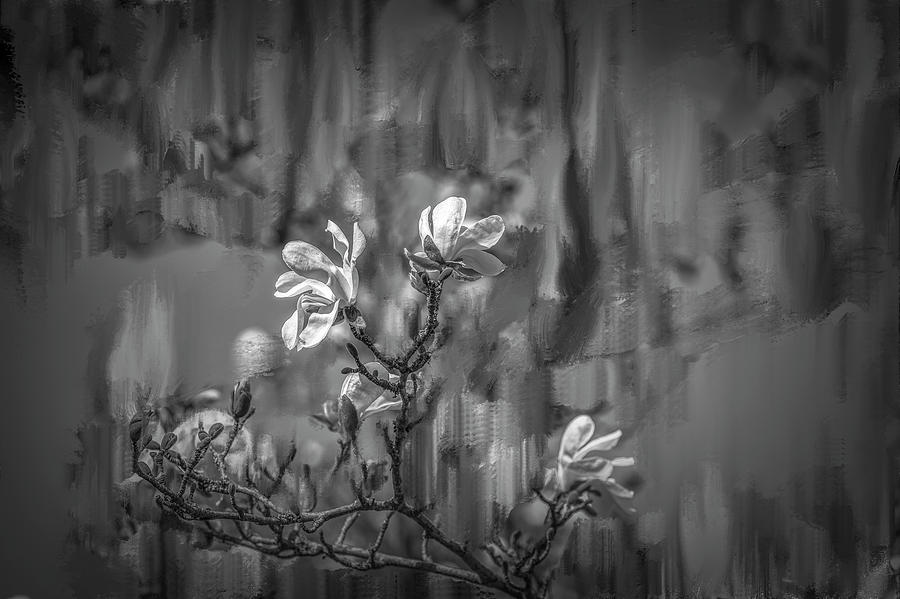 Magnolia Movie Mixed Media - no rain no flowers BW #i6 by Leif Sohlman
