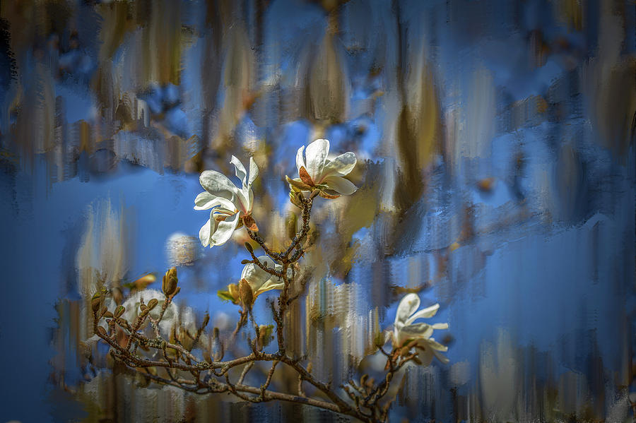 Magnolia Movie Photograph - No Rain No Flowers #i6 by Leif Sohlman