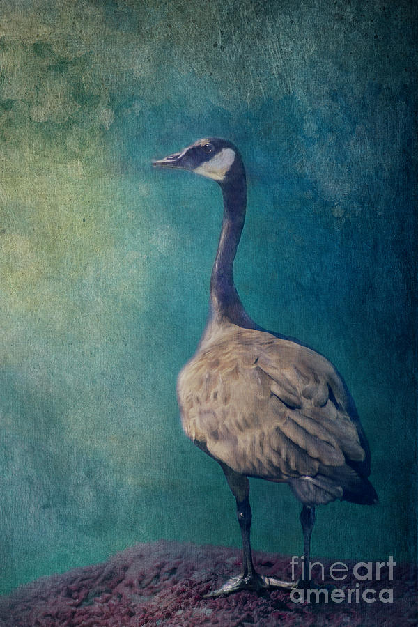 Goose Photograph - No title yet by Priska Wettstein