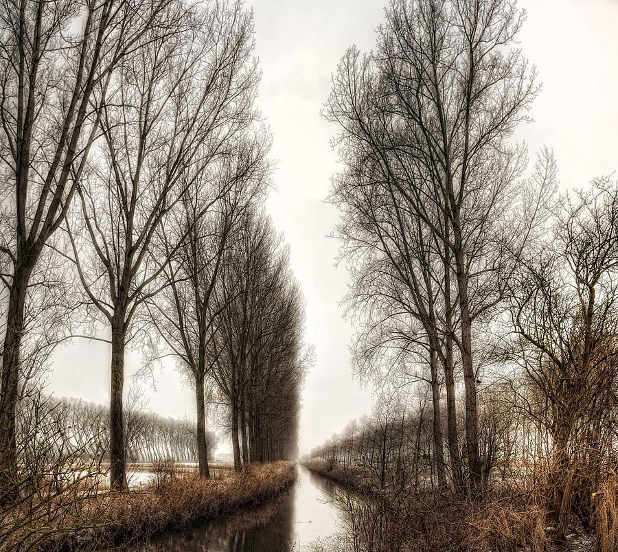 Tree Photograph - No Winter Last Forever, No Spring Skips Its Turn by Yvette Depaepe
