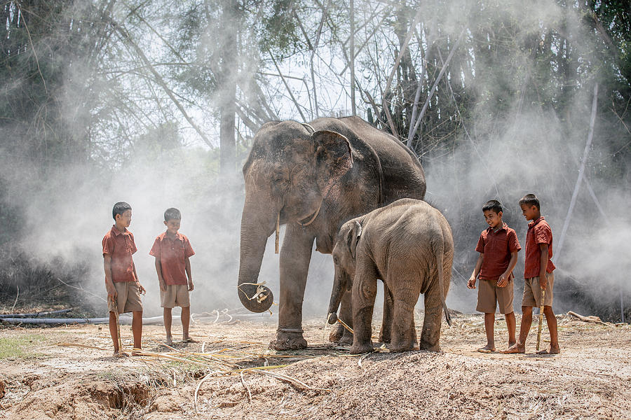 Elephant Photograph - No.72 by Adirek M