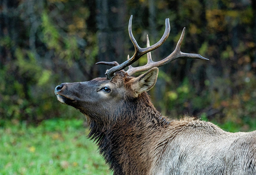 Noble Elk Photograph by Marcy Wielfaert