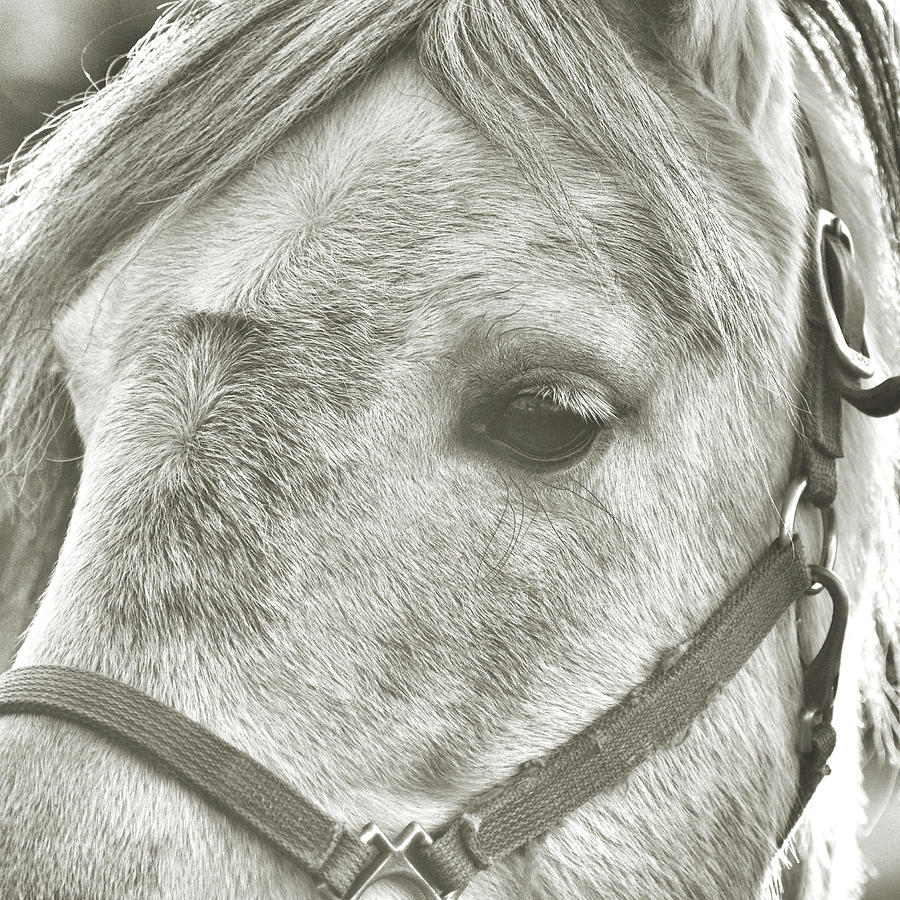Noble Horse Photograph by Dressage Design