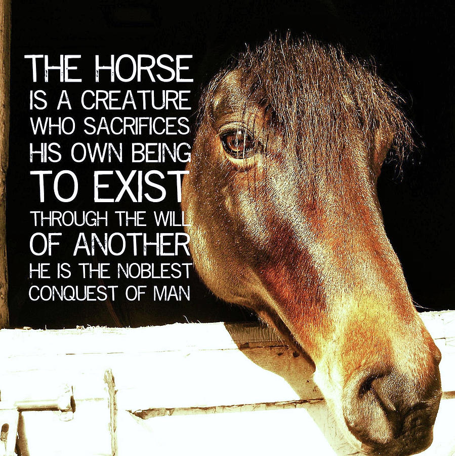 NOBLE MORGAN STALLION quote Photograph by Dressage Design