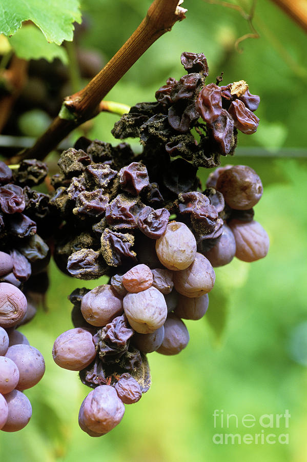 Noble Rot On Grapes Photograph by Martyn F. Chillmaid/science Photo Library