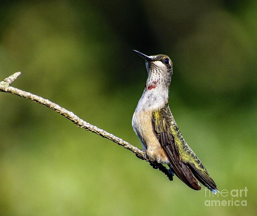 Hummingbird Photo Photograph - Noble Ruby-throated Hummingbird by Cindy Treger Hummingbird Photo Photograph - Noble Ruby-throated Hummingbird by Cindy Treger