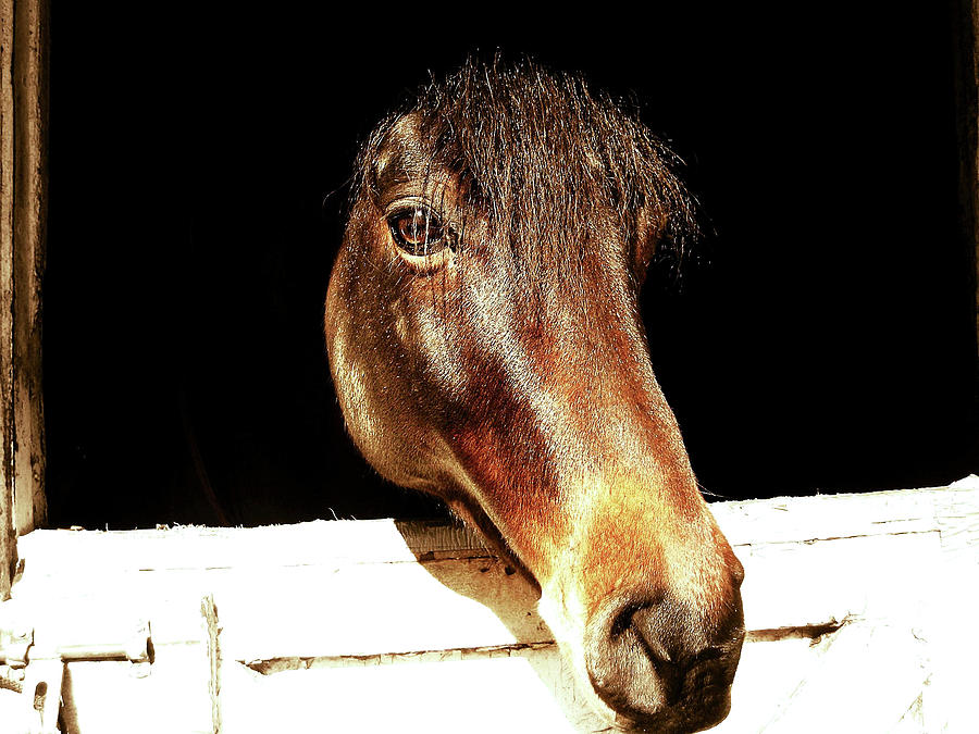 Noble Stallion Photograph by Dressage Design