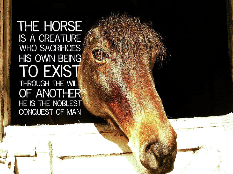 NOBLE STALLION quote Photograph by JAMART Photography