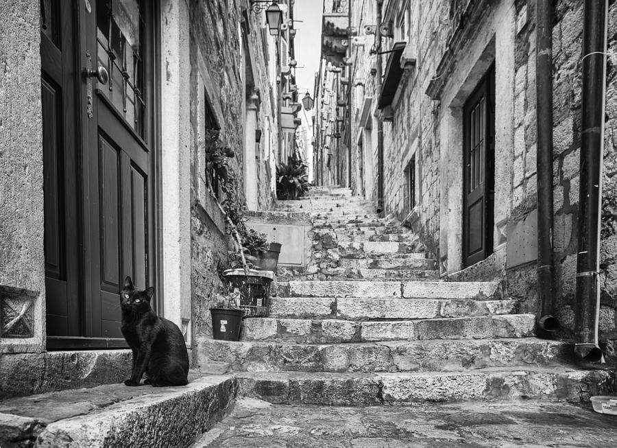 Cat Photograph - Nobody Home by Mihai Ian Nedelcu