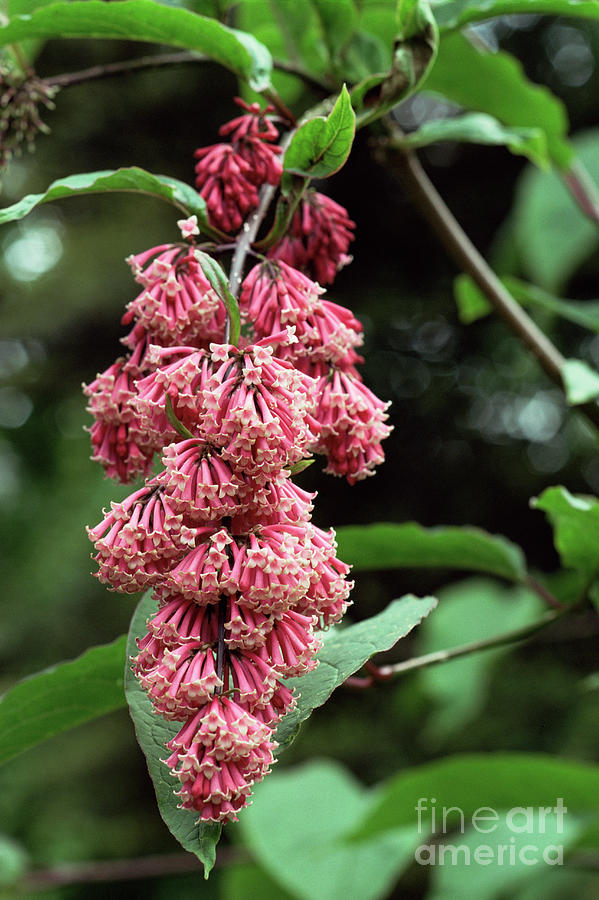 Nodding Lilac (syringa Reflexa) by Royal Botanic Garden Edinburgh ...