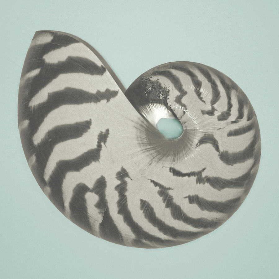 Shell Photograph - Noir Shell On Teal I by Jairo Rodriguez
