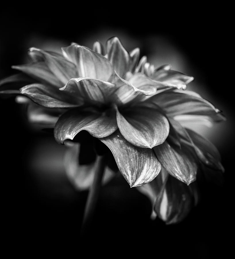 Noir Zinnia Photograph by Sheri Bartoszek - Fine Art America