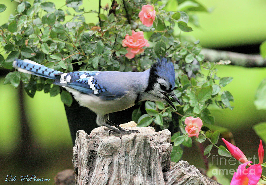 Baby Blue Jay Poster by Deb McPherson - Fine Art America