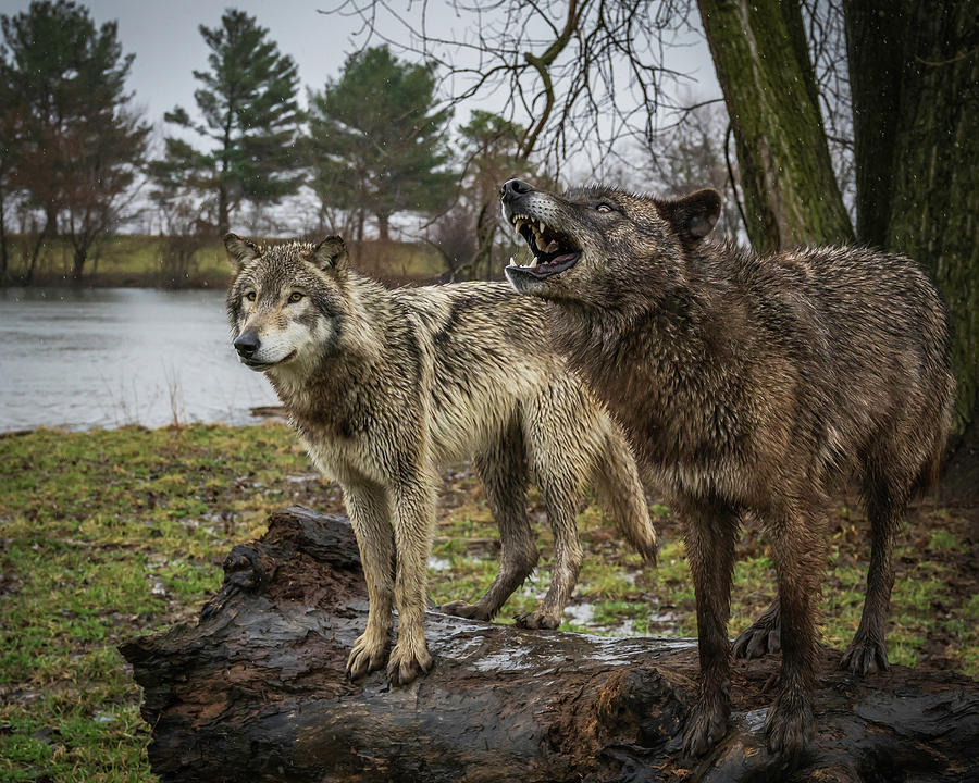 Noisy Wolf Photograph by Laura Hedien