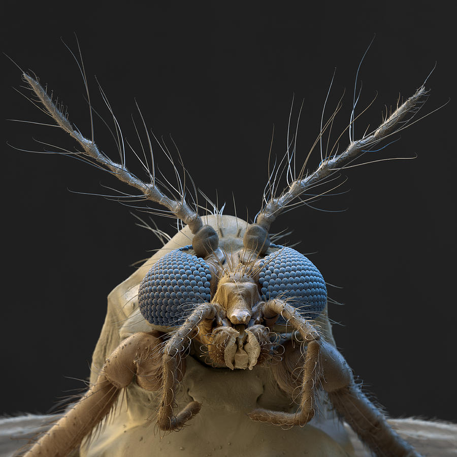 Nonbiting Midge, Chironomidae Sp., Sem Photograph by Meckes/ottawa