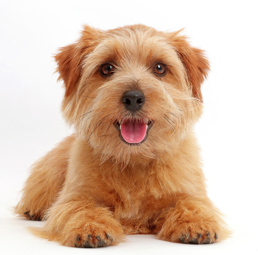 Norfolk Terrier Dog Otto Age 1 Year Photograph By Mark Taylor Naturepl Com