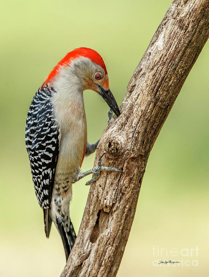 Normal day for the Woodpecker Photograph by Judy Rogero