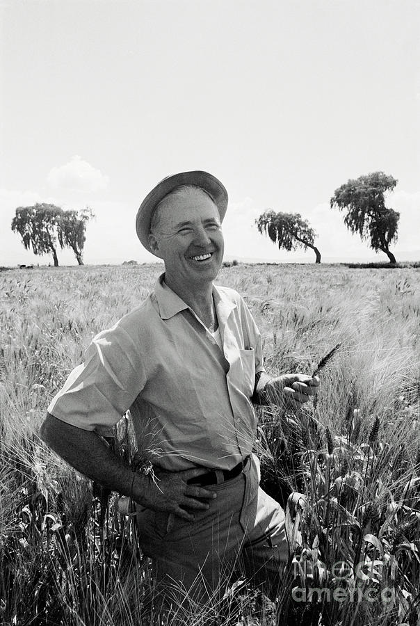 Norman Borlaug Photograph by Bettmann
