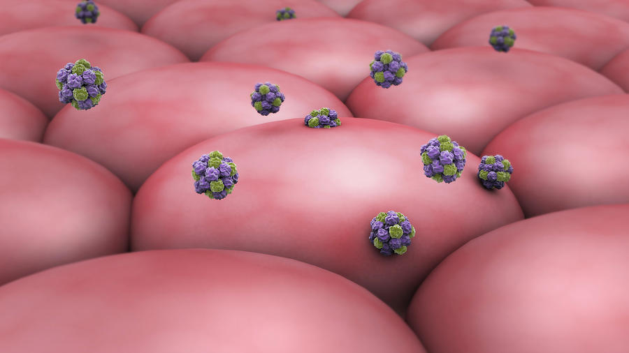 Norovirus Attacking Cell Photograph by Stocktrek Images