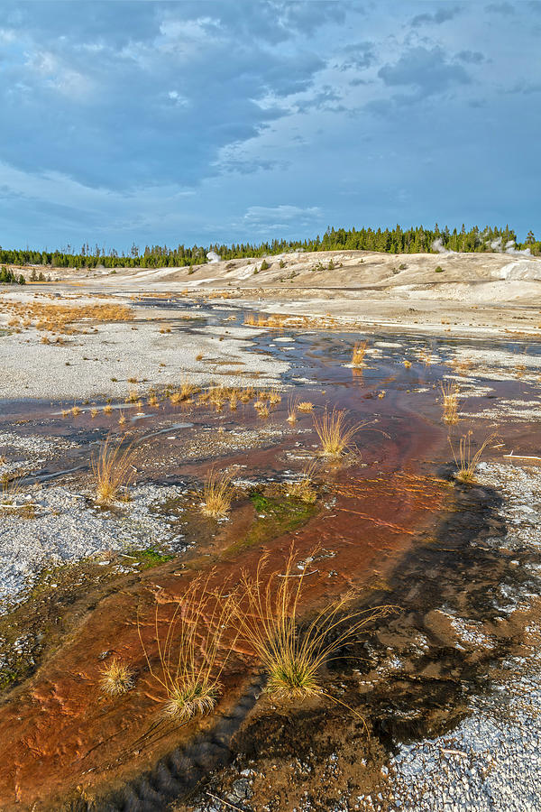 Norris Geyser Basin Grasses Photograph by Angelo Marcialis