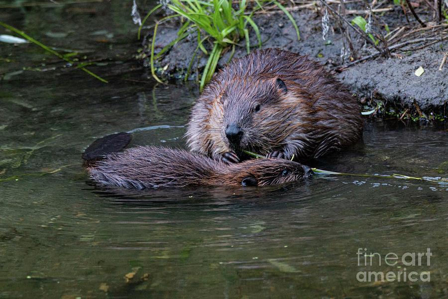 Nature Photograph -  North American Beaver 569 by Craig Corwin