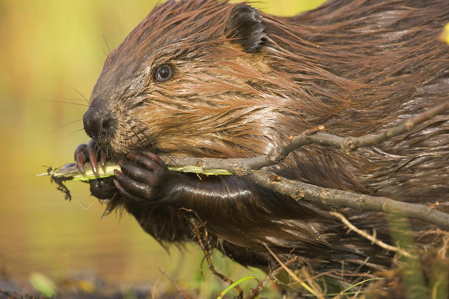North American Beaver Castor Canadensis Photograph by Eastcott Momatiuk
