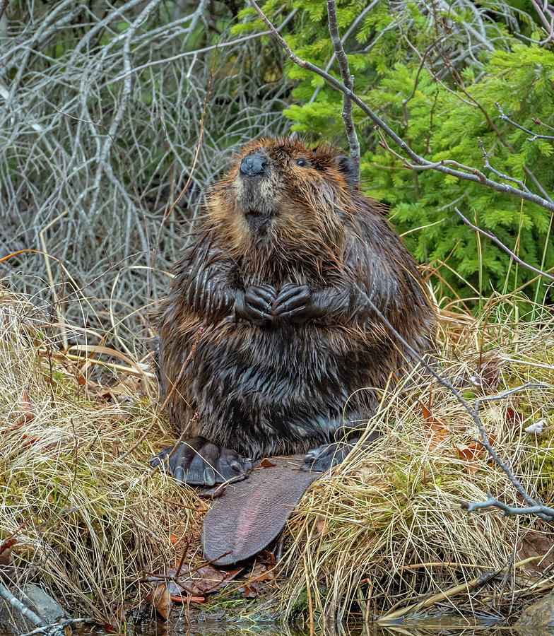 Acadia's North American Beaver: The Ultimate Keystone Species (U.S.  National Park Service)