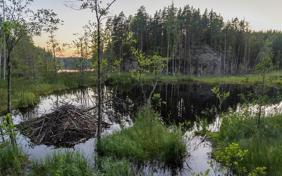 North American Beaver Lodge In Wetland At Sunset, Woodland Photograph by Jussi Murtosaari / Naturepl.com North American Beaver Lodge In Wetland At Sunset, Woodland Photograph by Jussi Murtosaari / Naturepl.com