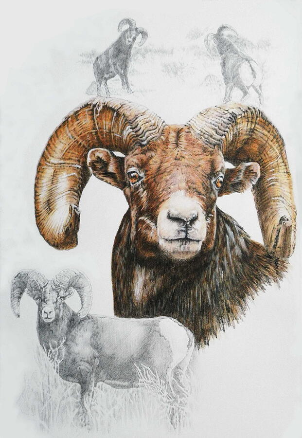 North American Big Horn Sheep Mixed Media by Barbara Keith