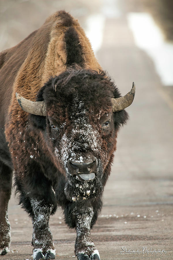 North American Bison Photograph by Steve Nelson - Fine Art America