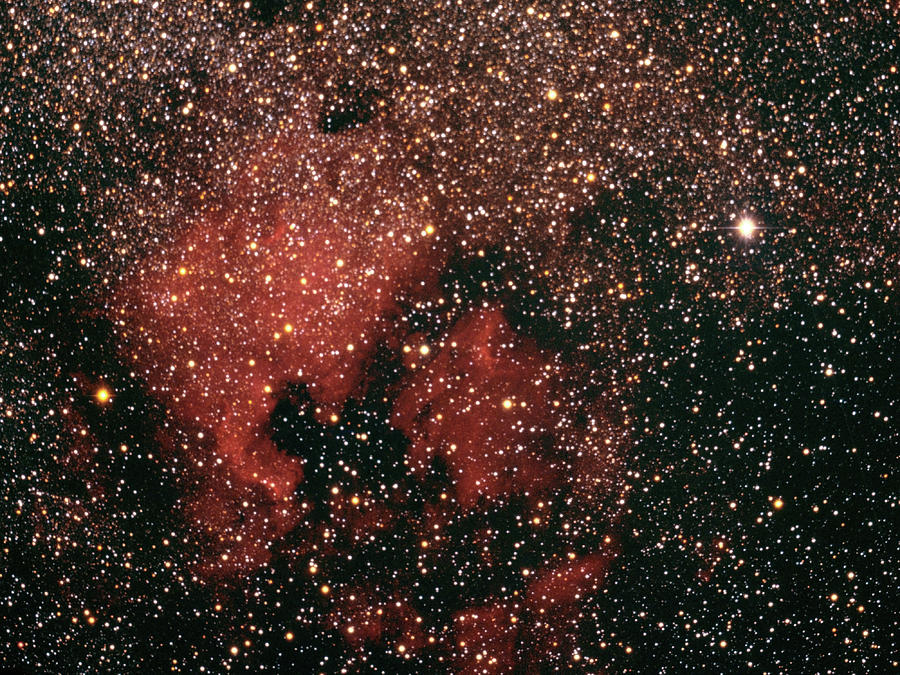 North American Nebula In Cygnus Photograph by Tpuerzer