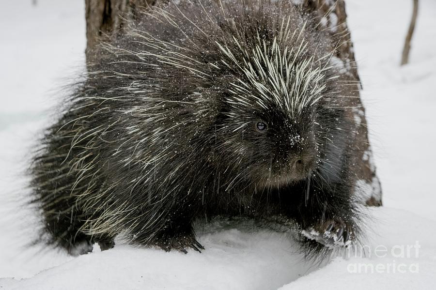 North American Porcupine In Snow Photograph by Paul Williams/science ...