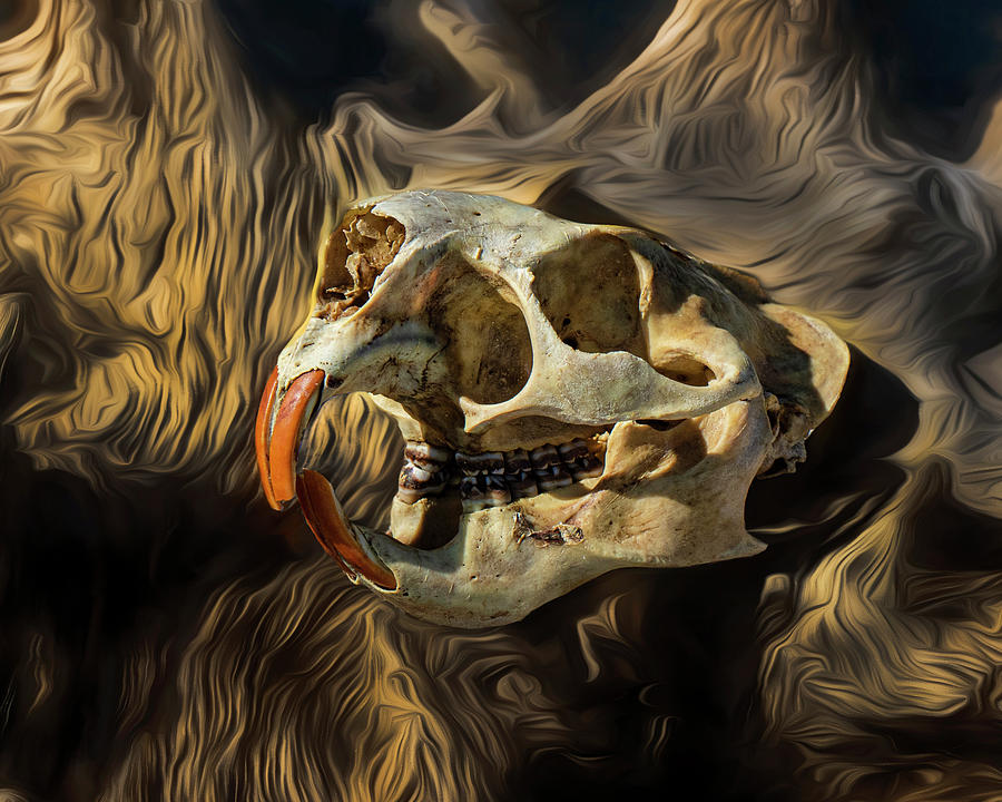 North American Porcupine skull 01 - FHSM 36400 Photograph by Rob Graham