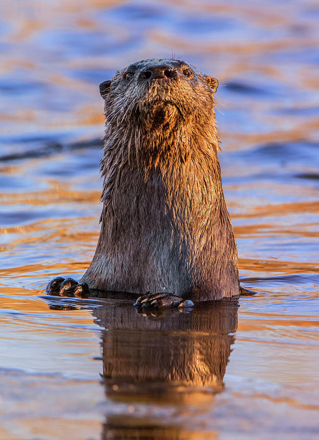 Acadia National Park Photograph - North American River Otter, Acadia National Park, Usa by George Sanker / Naturepl.com