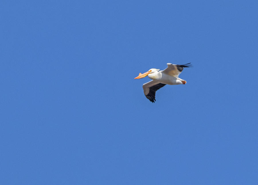 North American White Pelican in Flight Photograph by Ira Marcus