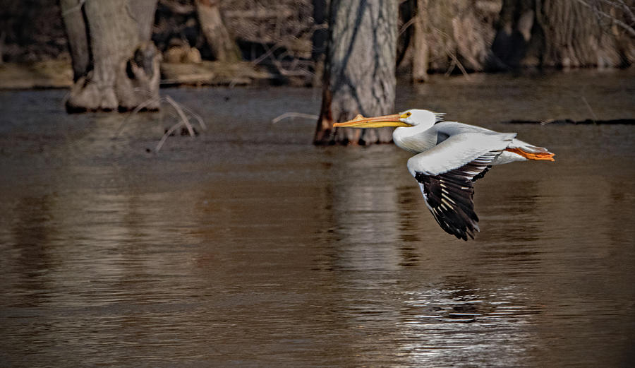 North American White Pelican In Low Flight Photograph